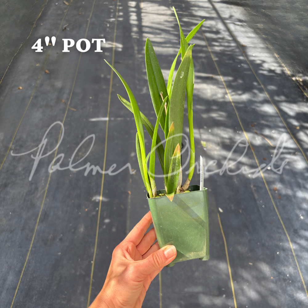 Procholavola QF Wailele — Palmer Orchids